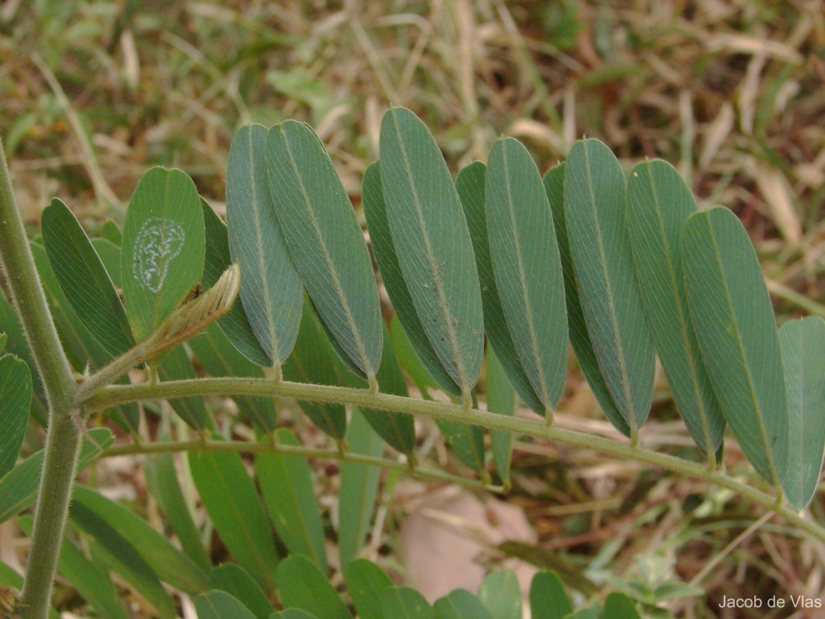 Tephrosia noctiflora Bojer ex Baker